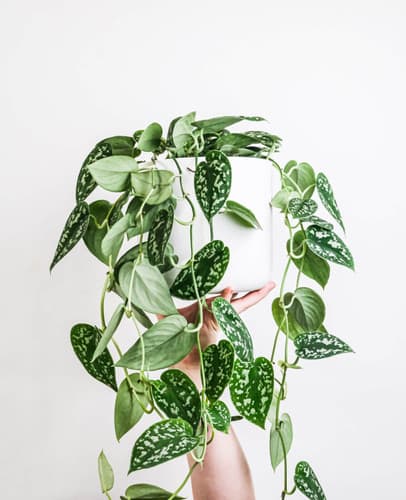 Image of Pothos