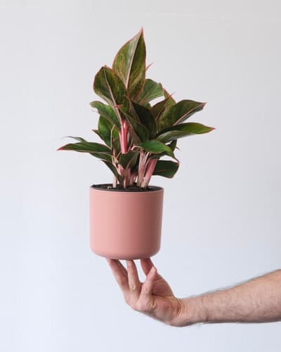 Pink Pot